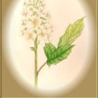 お稽古（ボタニカルアート）