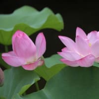 白鳥庭園の睡蓮・蓮の花-2