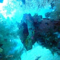 沈没船リバティ号の探索とエメラルドドロップオフ