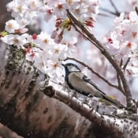 30/Mar  桜三昧とシジュウカラとメジロとカワセミ