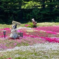 三島さんの芝桜庭園　　～　俱知安