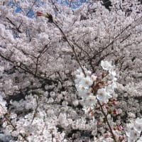 桜満開、土手散歩