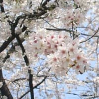 SAKURA・桜・サクラ