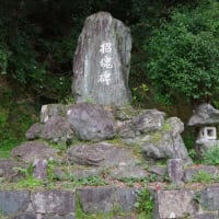 愛媛県大洲市、新谷町甲「和霊神社のツブラジイ３本」（市指定）です！！