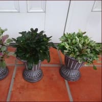 茂って・伸びて★どっちが遊び相手？★おしゃれな観葉植物