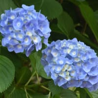 さんぽ道の花たち
