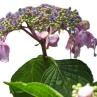 暑い、６月もおわりかあ～