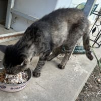 ジジが天に召された