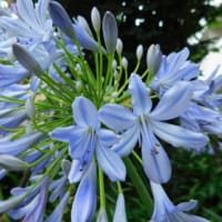 7月12日 今日の写真 花 と 平凡な朝    ・ オオタニ32号本塁打が