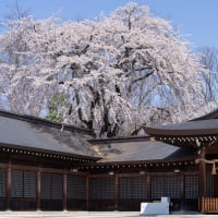 ３年越しで満開の枝垂れ桜に会う