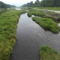 ５日、京都府立植物園からの猛暑日だより＆癌治療