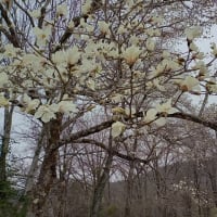 キャンプ場のエゾエンゴサクとコブシの花（北海道沙流郡日高町冨岡地区）