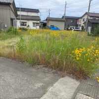 新品の刃