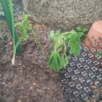 予約が取れたのでお好み焼き