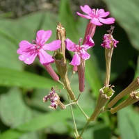 空き地の菜園脇で咲く「虫取りナデシコ」