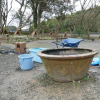 ハスの植え替え始め