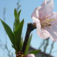 モモ開花･･･