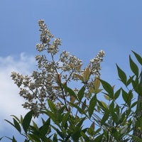南天の花