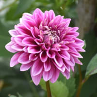 花　ダリア
