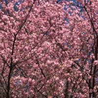 河津桜の色