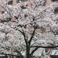 桜　2020年