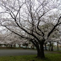 桜が咲いた