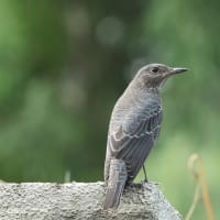 イソヒヨドリ♀、若♂ ・・・ 8月30日 配水池東でホシミスジも