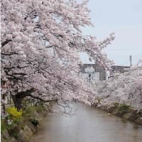 桜花見　2024（３）福島江