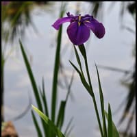 「赤堀花しょうぶ園」