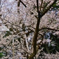 富山県黒部市、宇奈月町浦山「鶏野神社の月訪の桜」（市指定）です！！