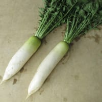 春ダイコン「新春蒔き総太り」を穫り始め品質良好