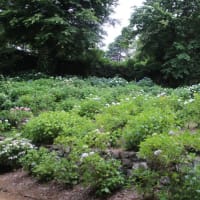 紫陽花の季節