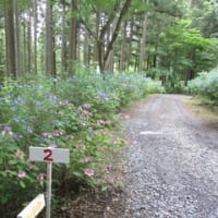 みちのくアジサイ園に行く。