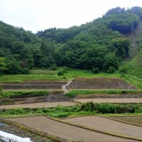 田植え…。
