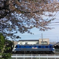 山陽本線115系3000番台　咲き誇った花々　2024-04-12