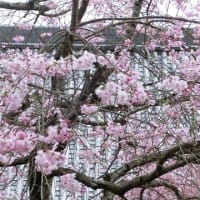 桜が見頃です：須磨寺(神戸市)