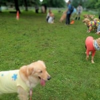 犬舎（ブリーダー）オフ会