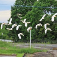 飛ぶアマサギ