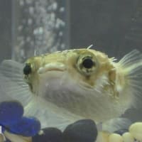 ハリセンボン