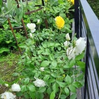 芍薬＜夕映え＞＆薔薇クイーンオブスエーデン