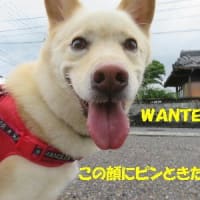 りん坊の大冒険