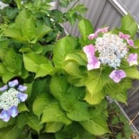土曜日から、ずーっと雨・・・。今朝は、時折雷も伴って降っています！！