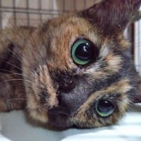  7月4日（金）猛暑で吐き気が止まらない