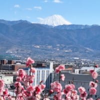 梅の花を見に行きました