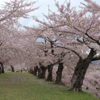 函館 五稜郭公園の桜