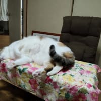 これ、どうなん？