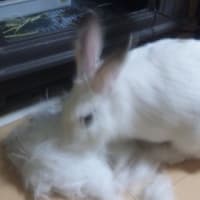 抜け毛の季節