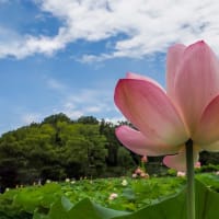 晴天の蓮池