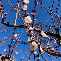 春の訪れ〜梅の開花
