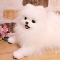 お久しぶりです